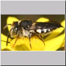 Coelioxys mandibularis - Kegelbiene 02e 8mm Teverener Heide.jpg